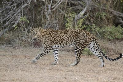Yala Safari Half day jeep tour  Yala Safari Half day jeep tour