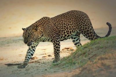 Special Half Day Yala Safari with Guide Special Half Day Yala Safari with Guide