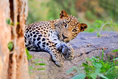Yala National Park Leopard Safari Yala National Park Leopard Safari