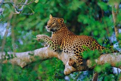 All inclusive Safari Tour from Udawalawa National Park  All inclusive Safari Tour from Udawalawa National Park