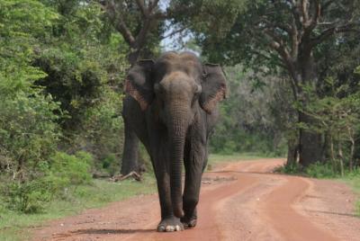 Evening Safari - Yala National Park with Janaka safari - 02.00 pm to 06.30 pm Evening Safari - Yala National Park with Janaka safari - 02.00 pm to 06.30 pm