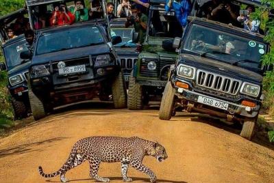 Yala National Park Safari with Private Driver. Jeep and Enter ticket  Yala National Park Safari with Private Driver. Jeep and Enter ticket