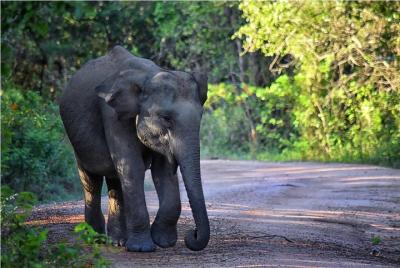 Full Day Luxury Private Jeep Safari at Yala National Park Sri Lanka Full Day Luxury Private Jeep Safari at Yala National Park Sri Lanka