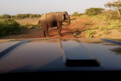 Morning Shared Safari at Bundala Park by La Safari Inn Tours. Morning Shared Safari at Bundala Park by La Safari Inn Tours.