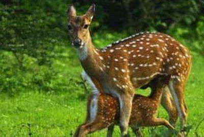 Morning 07 Hours Private Safari at Yala National Park by La Safari Inn Tours Morning 07 Hours Private Safari at Yala National Park by La Safari Inn Tours