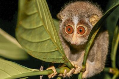 Loris Watching from Sigiriya