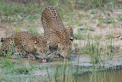 Yala National Park Safari with Naturalist-Guide Yala National Park Safari with Naturalist-Guide