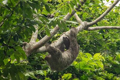 Ocean to Ocean Panama Canal and Jungle Tour Ocean to Ocean Panama Canal and Jungle Tour