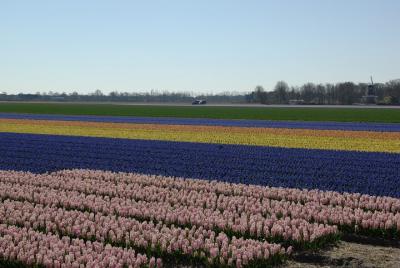 Visit the overwhelming flower fields by bike