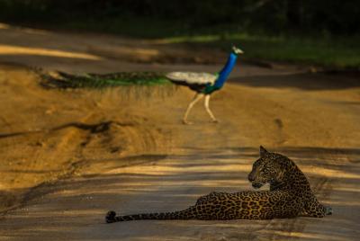 All Inclusive Private Safari at Yala and Bundala National Parks with Lunch All Inclusive Private Safari at Yala and Bundala National Parks with Lunch