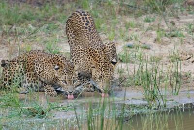 Yala National Park Safari (Jeep with Tickets) Yala National Park Safari (Jeep with Tickets)