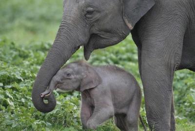Private Half Day Tour: Udawalawe National Park with Elephant Transit Home Visit Private Half Day Tour: Udawalawe National Park with Elephant Transit Home Visit