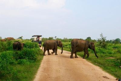 Morning Private Safari at Udawalawa National Park by La Safari inn Tours Morning Private Safari at Udawalawa National Park by La Safari inn Tours