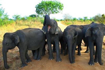 Evening private Safari at Udawalawe National Park by Jeep Evening private Safari at Udawalawe National Park by Jeep