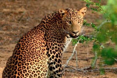 Overnight Private Yala Safari with Luxury Tented Camping. Overnight Private Yala Safari with Luxury Tented Camping.