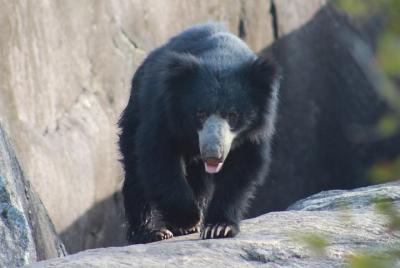 Full Day BIG 3 Safari Tour with Birding in Yala National Park by Expert Team Full Day BIG 3 Safari Tour with Birding in Yala National Park by Expert Team