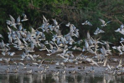 Bundala Birding Paradise - All Inclusive Tour Bundala Birding Paradise - All Inclusive Tour
