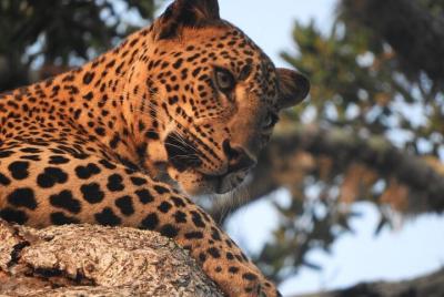 Private safari Tours at Yala national park (Fullday/Halfday/4Hours) Private safari Tours at Yala national park (Fullday/Halfday/4Hours)