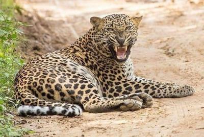 Yala Safari Half Day Tour (Game Drive) Yala Safari Half Day Tour (Game Drive)