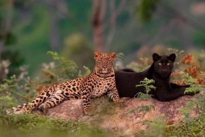 Experience Udawalawe/Yala national parks with guiding safari tours  Experience Udawalawe/Yala national parks with guiding safari tours