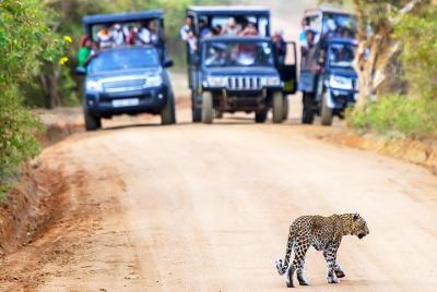 Full Day Safari in Yala National Park With Picnic Lunch  Full Day Safari in Yala National Park With Picnic Lunch