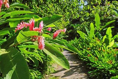 St. Lucia Botanical Gardens and Waterfall Tour St. Lucia Botanical Gardens and Waterfall Tour