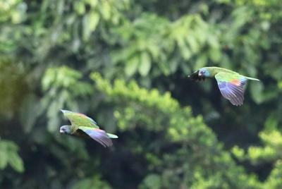 Rain forest and Bird watching