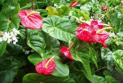 Montreal Gardens Tour Montreal Gardens Tour