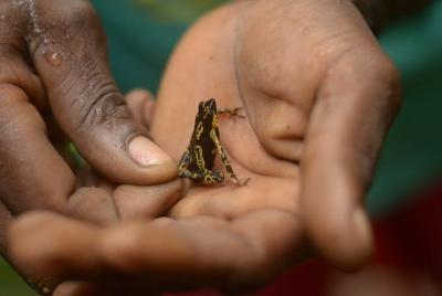 Brownsberg Hiking Tour