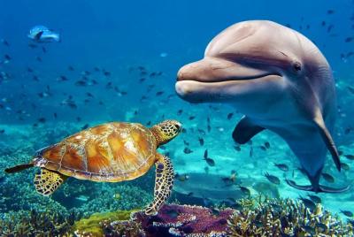 Dubai Aquarium and Underwater Zoo Combo Ticket Dubai Aquarium and Underwater Zoo Combo Ticket