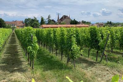 Neuchâtel’s Castle & Wine Discovery From Bern Neuchâtel’s Castle & Wine Discovery From Bern
