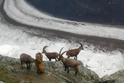 Zermatt Village Matterhorn Area plus Mt. Gornergrat Small Group T Zermatt Village Matterhorn Area plus Mt. Gornergrat Small Group T