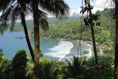 Surf Lessons and Board Rentals