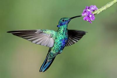 Hummingbird sighting Hummingbird sighting