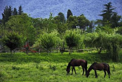 Horse Riding Tour From Telavi (Easy)