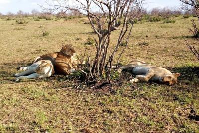 Ngutuni Concervancy 2 Days Safari from Mombasa Beach