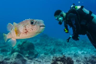 2 Tanks Dive Trip in Huatulco Mexico 2 Tanks Dive Trip in Huatulco Mexico