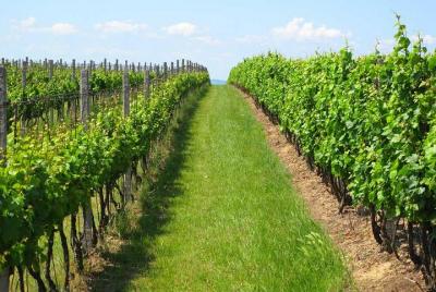 Guided Private Wine Tour with Tasting and Lunch Guided Private Wine Tour with Tasting and Lunch
