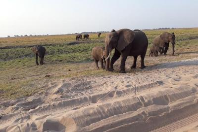 Chobe Day Trips from Victoria Falls Town, Zimbabwe Chobe Day Trips from Victoria Falls Town, Zimbabwe