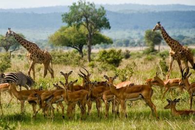2 Days Short and Exciting Mikumi National Park Safari 