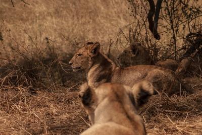 2 Days Safari To Mikumi National Park