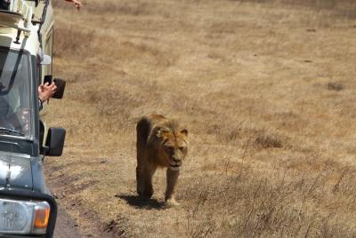 SAFARI Experience at Ngorongoro and Tarangire  SAFARI Experience at Ngorongoro and Tarangire