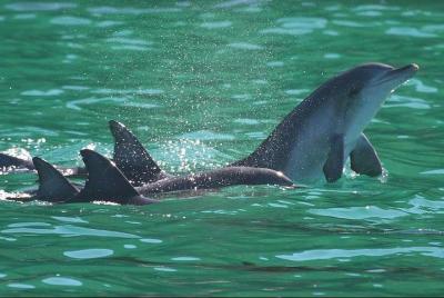 Dolphins and Jozani National Park Private Tour in Zanzibar Dolphins and Jozani National Park Private Tour in Zanzibar