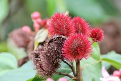 Zanzibar Stone Town & Spice Tour