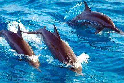 Dolphins and Jozani Forest National Park Private Tour in Zanzibar