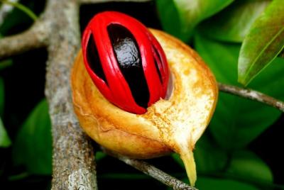 Zanzibar Spice Tour; Stone Town & Prison Island: Departure from Kizimkazi Beach