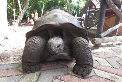 Zanzibar Nakupenda Beach Tour: Departure from Kizimkazi Beach