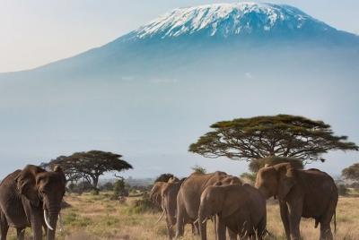 Private Transfer from Julius Nyerere Airport (DAR) to Dar El Sala Private Transfer from Julius Nyerere Airport (DAR) to Dar El Sala