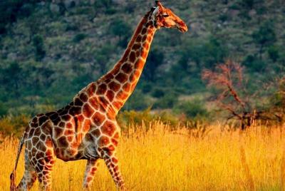 04 Nights 05 Days Safari in Selous Game Reserve: Departure from Zanzibar 04 Nights 05 Days Safari in Selous Game Reserve: Departure from Zanzibar