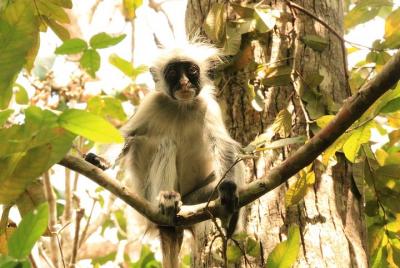 Jozani Forest and Butterfly Center Combine Tour from Stone Town Jozani Forest and Butterfly Center Combine Tour from Stone Town